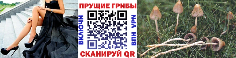 Галлюциногенные грибы Magic Shrooms Палласовка